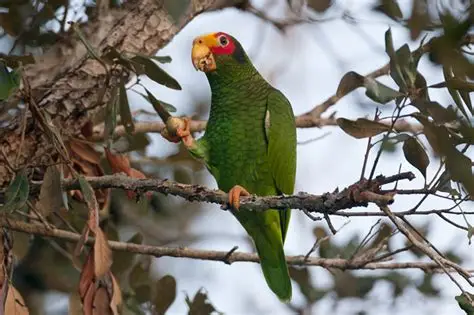 Yucatán Parrot